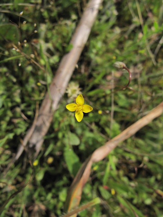 Cicendia filiformis